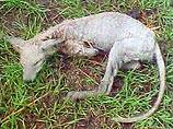 Как оно выглядит доподлинно не известно, но в 2005 году в Техасе один из фермеров поймал в капкан нечто, напоминающее лысую собаку, крысу и кенгуру, которое высасывало кровь у его цыплят и индюшат